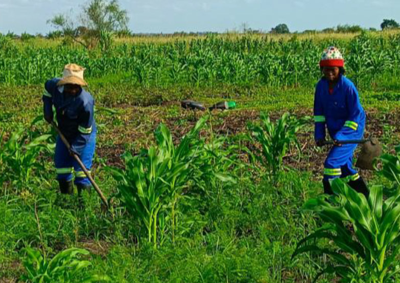Relatório Técnico de Empregabilidade dos membros da comunidade de Nhongonhane no Centro de Pesquisa, Treinamento em Energias Renováveis e Produção Sustentável de Alimentos da Universidade Pedagógica de Maputo